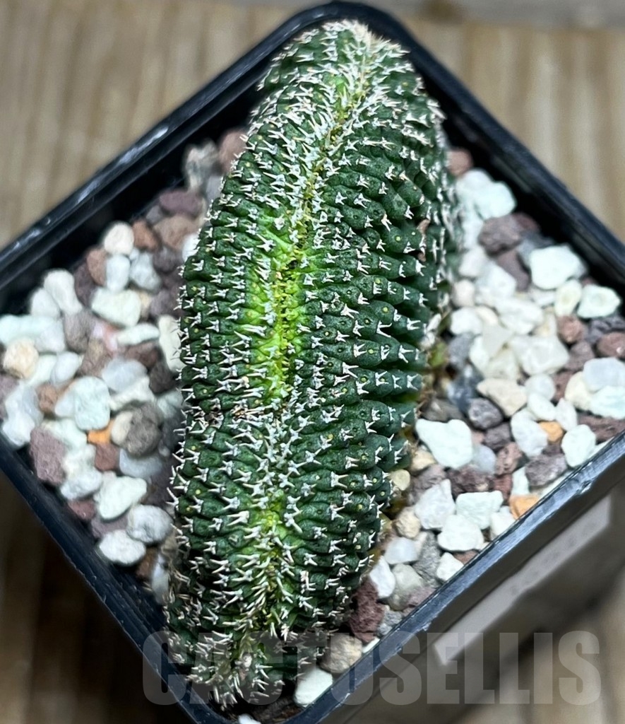 SHPR16546 Euphorbia phillipsioides f. cristata - Obrázek 3