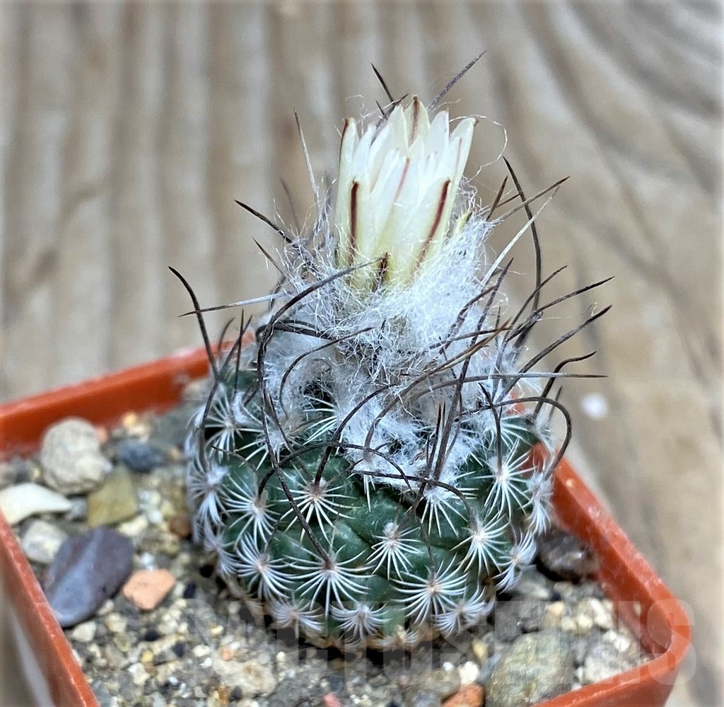 SHPR16365 Turbinicarpus schmiedickeanus ssp. dickisoniae