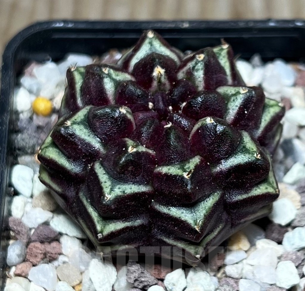 SHPR16552 Gymnocalycium mihanovichii 'Day Dream', seedling - Image 2