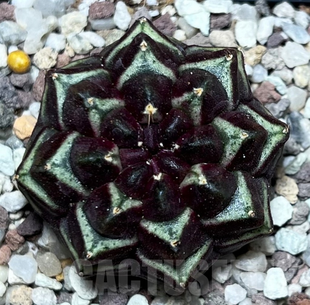 SHPR16552 Gymnocalycium mihanovichii 'Day Dream', seedling
