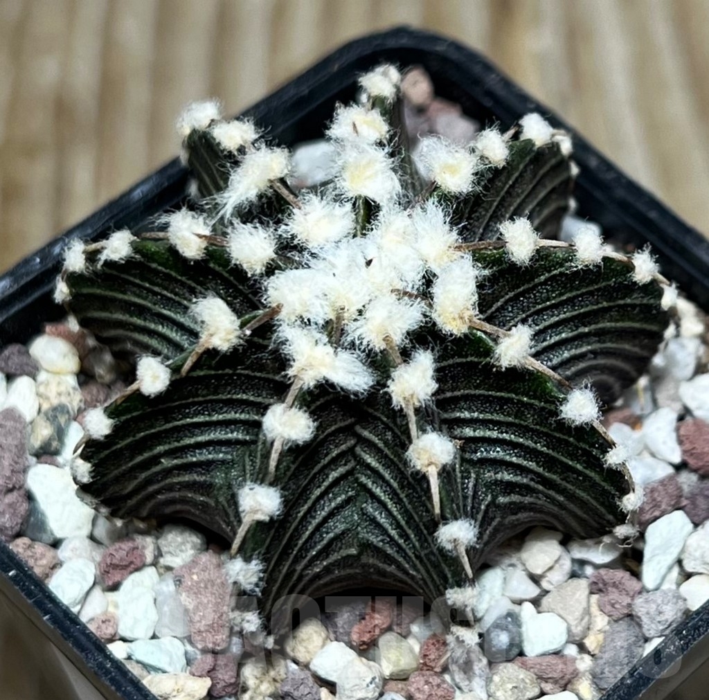 SHPR16553 Gymnocalycium mihanovichii VOS1241