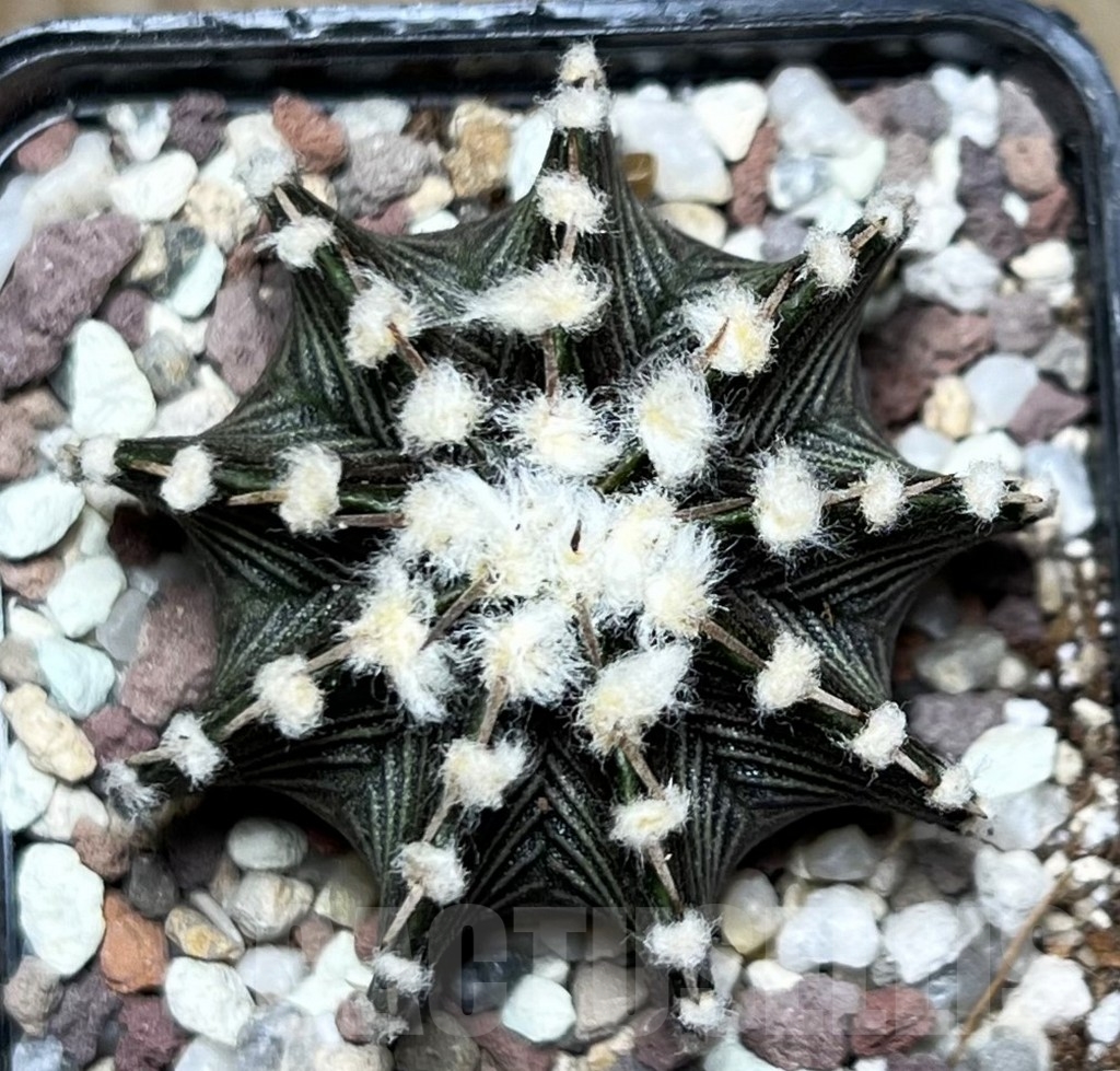 SHPR16553 Gymnocalycium mihanovichii VOS1241 – Bild 2