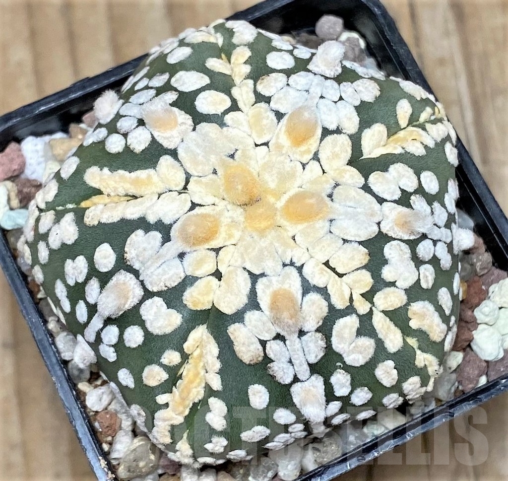 SHPR16402 Astrophytum asterias 'Super Kabuto Miracle' 5 ribs