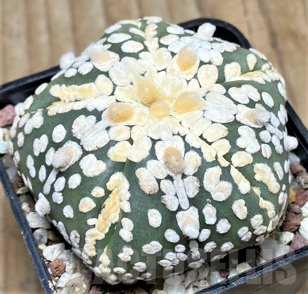 SHPR16402 Astrophytum asterias 'Super Kabuto Miracle' 5 ribs - Image 2