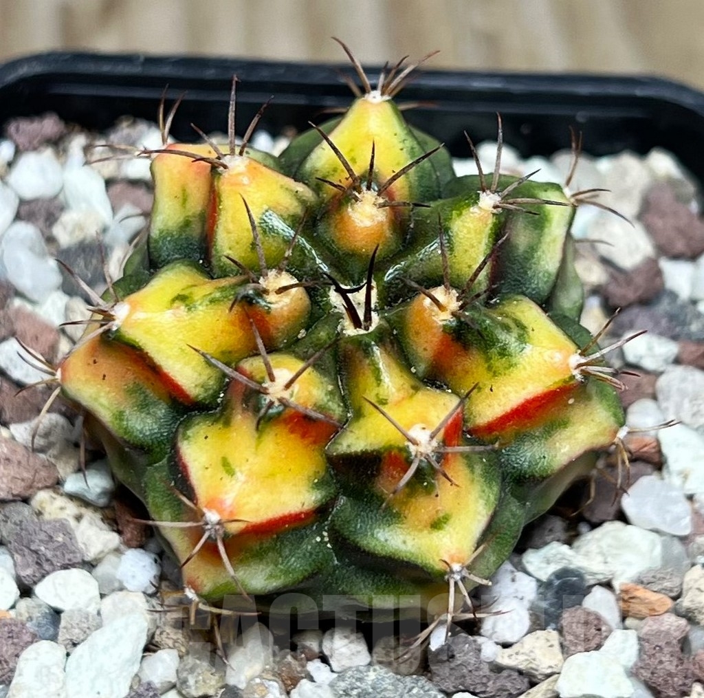SHPR16556 Gymnocalycium mihanovichii 'Multicolor' - Image 2