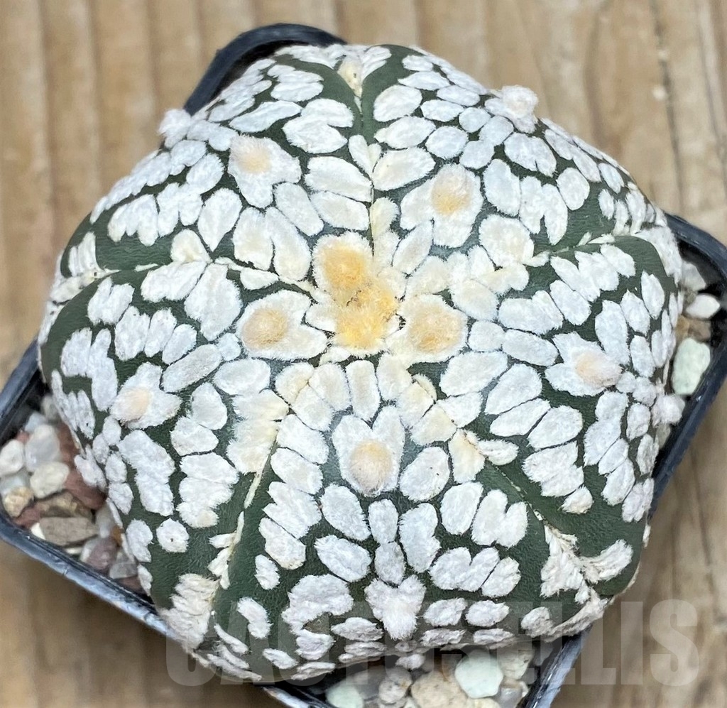 SHPR16403 Astrophytum asterias 'Super Kabuto Miracle' 5 ribs