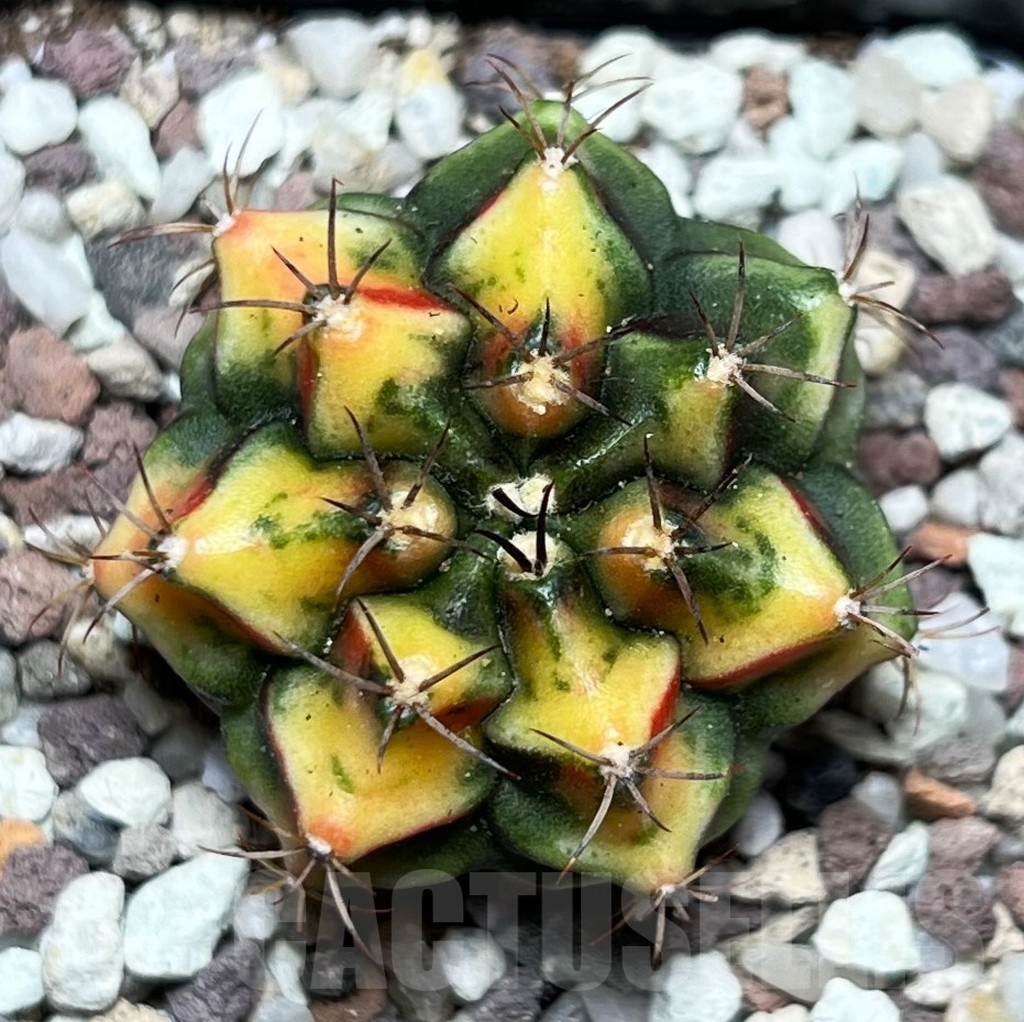 SHPR16556 Gymnocalycium mihanovichii 'Multicolor'