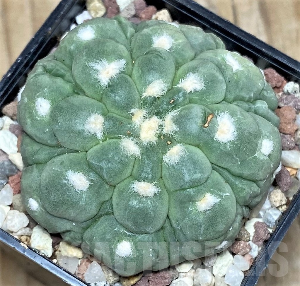 SHPR16406 Astrophytum asterias 'Kikko'