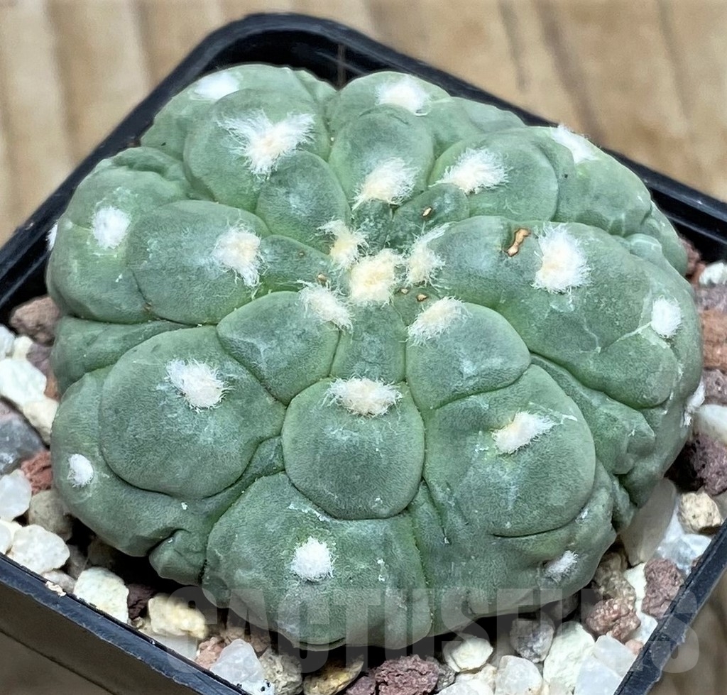 SHPR16406 Astrophytum asterias 'Kikko' - Image 2