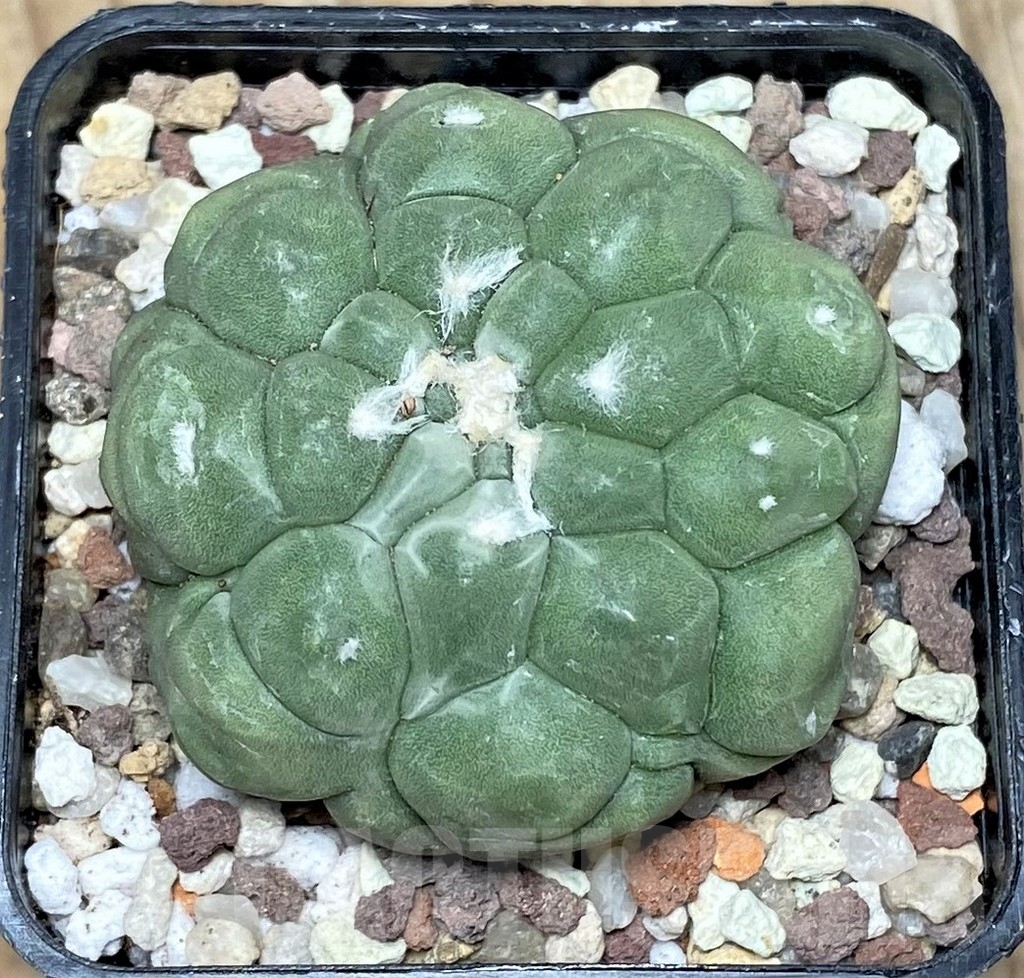 SHPR16407 Astrophytum asterias 'Kikko' - Image 2