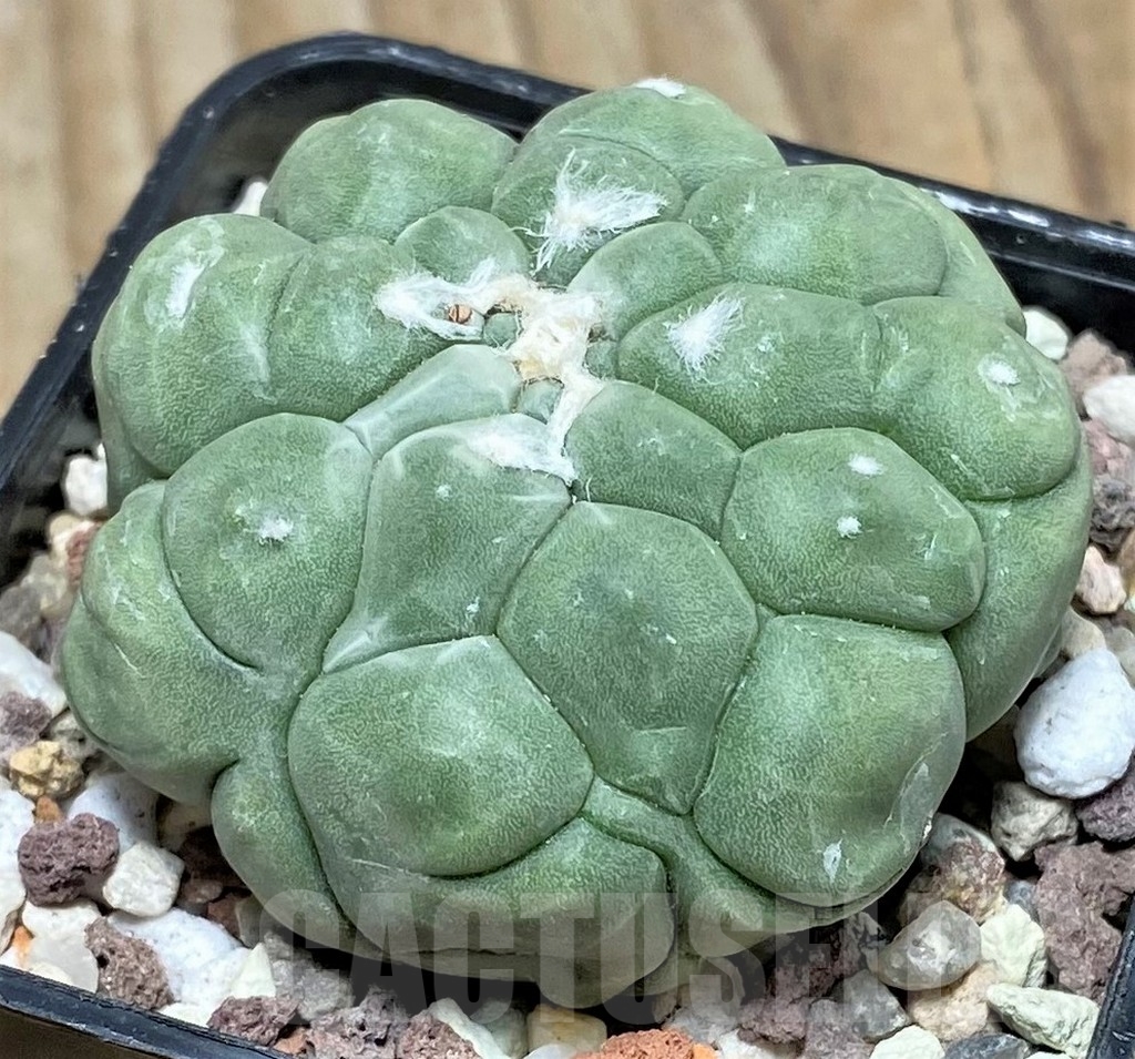 SHPR16407 Astrophytum asterias 'Kikko'
