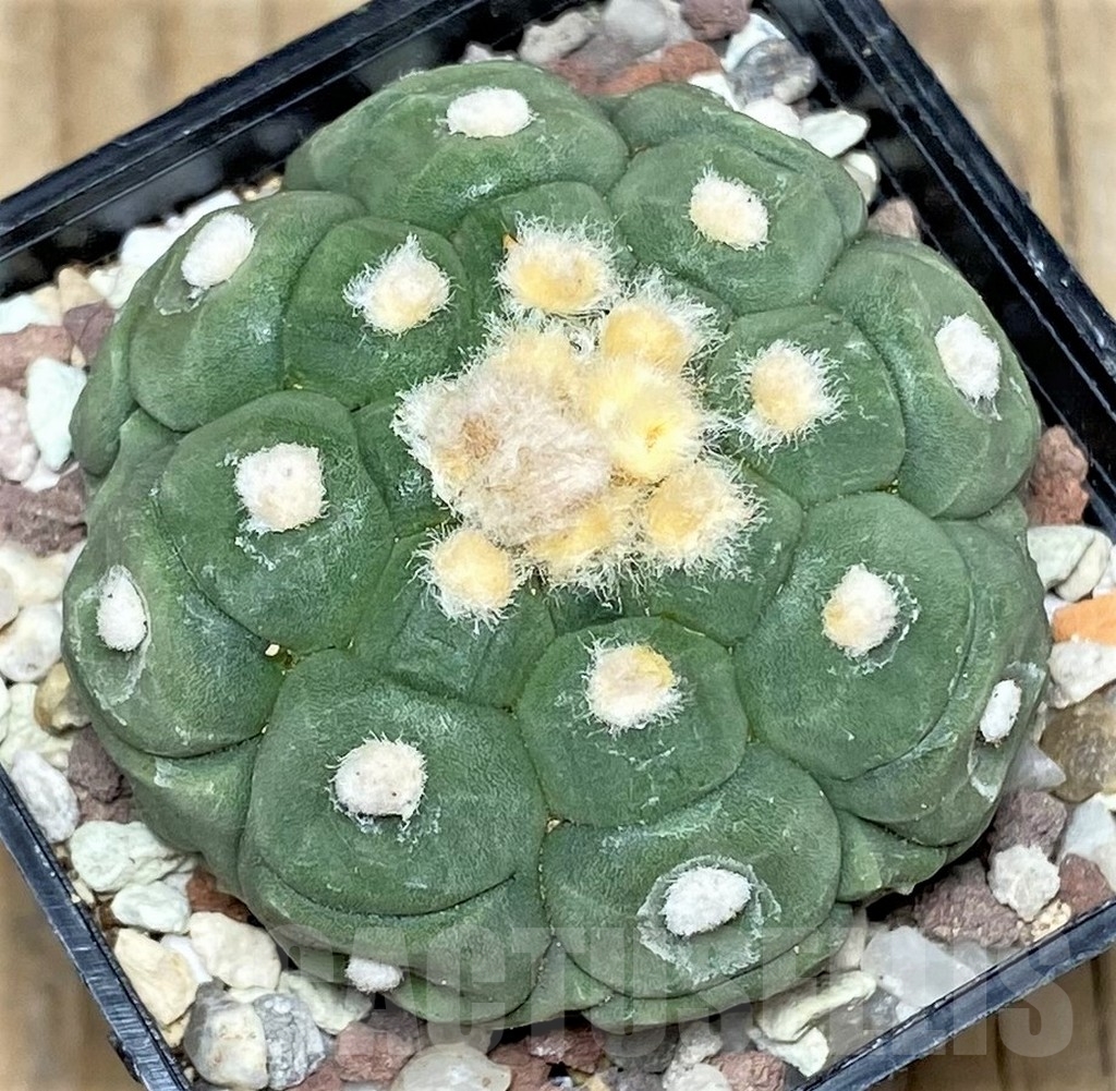 SHPR16408 Astrophytum asterias 'Kikko' - Obrázek 2
