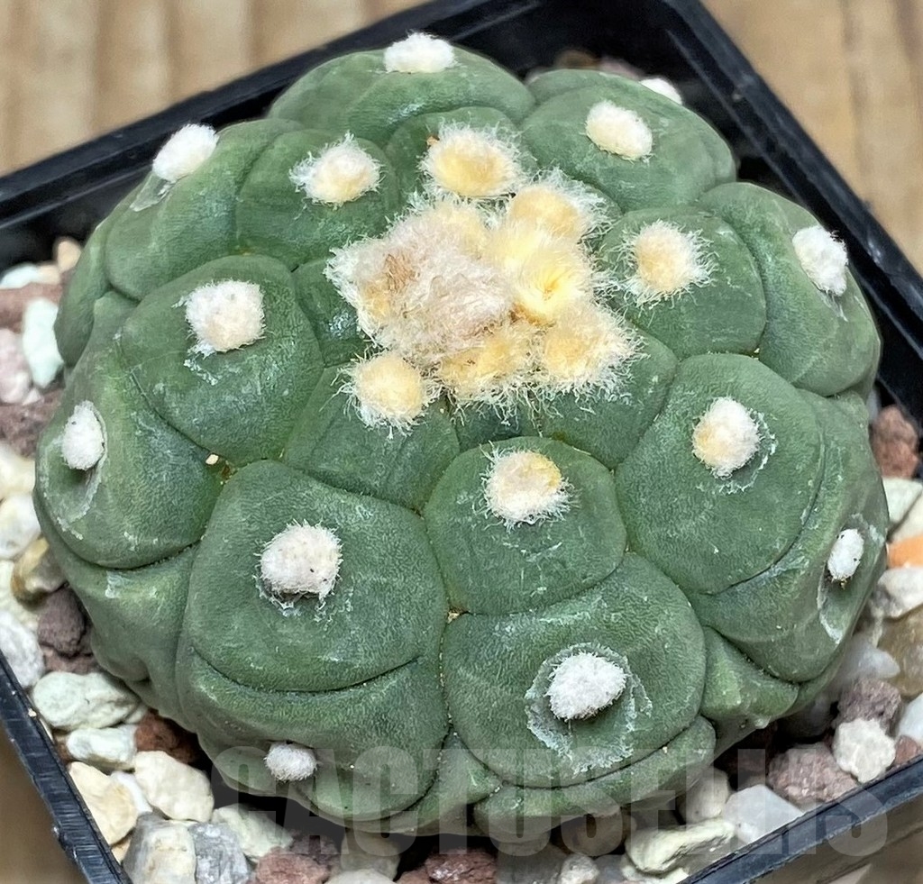 SHPR16408 Astrophytum asterias 'Kikko'