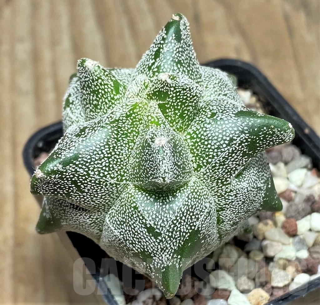 SHPR16411 Astrophytum myriostigma 'Kikko' - Imagen 2