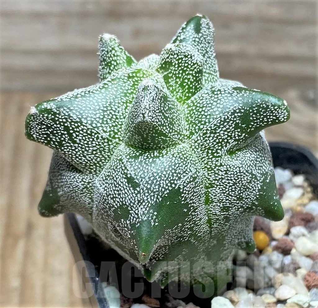 SHPR16411 Astrophytum myriostigma 'Kikko' - Imagen 3