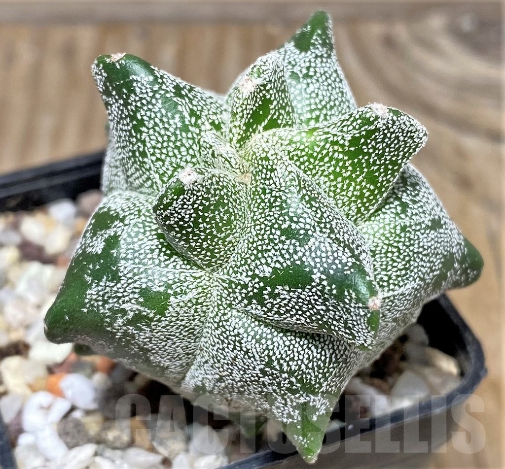 SHPR16411 Astrophytum myriostigma 'Kikko'
