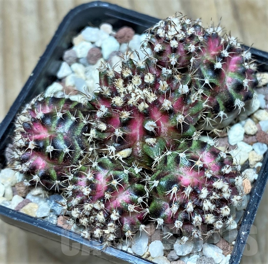 SHPR16415 Gymnocalycium mihanovichii T-Lux