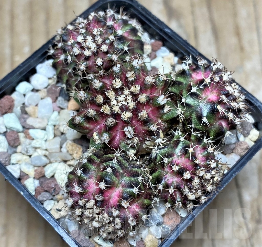 SHPR16415 Gymnocalycium mihanovichii T-Lux - immagine 2