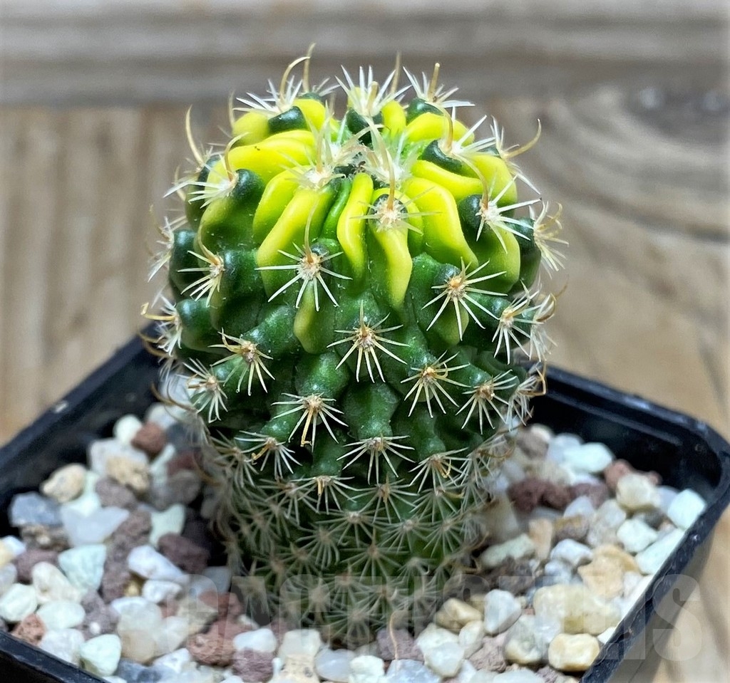 SHPR16416 Echinofossulocactus sp. f. variegata - Зображення 2