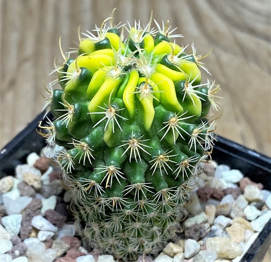 SHPR16416 Echinofossulocactus sp. f. variegata - Зображення 3