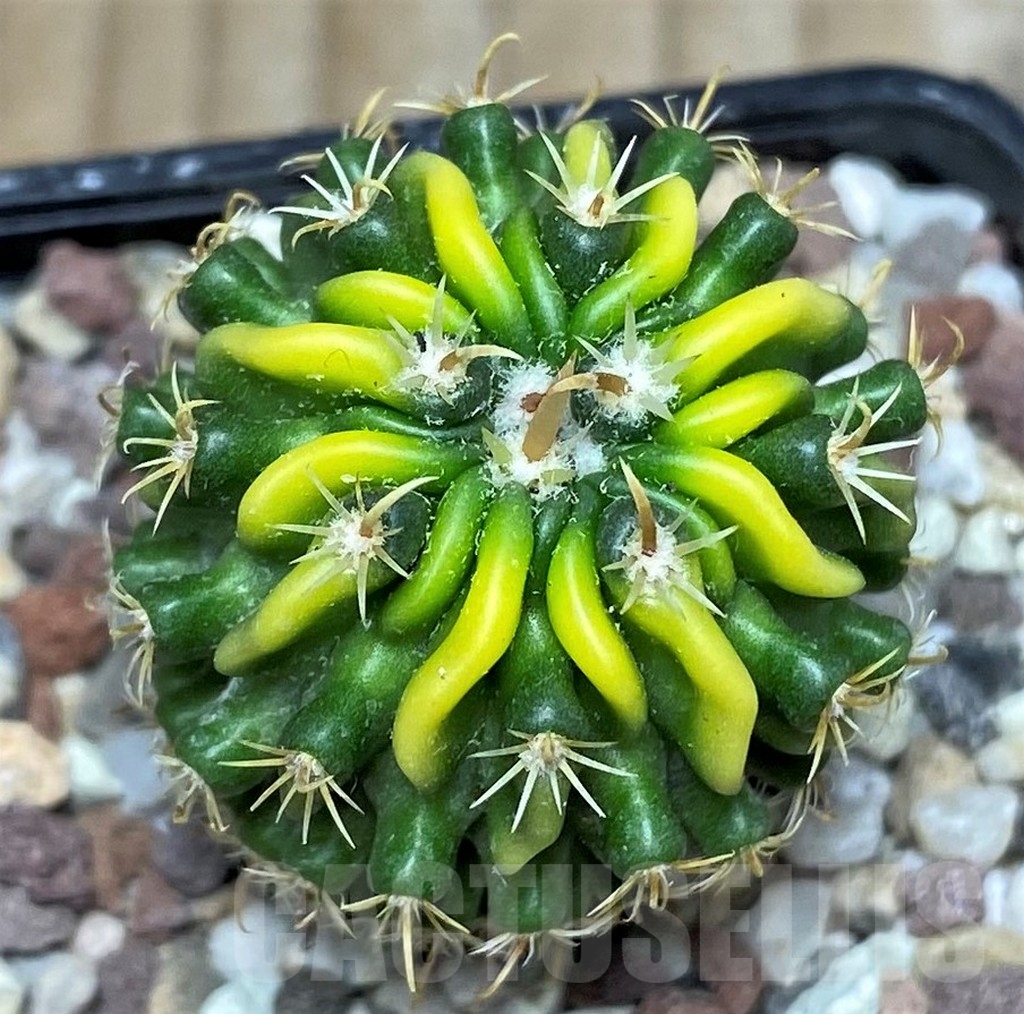 SHPR16417 Echinofossulocactus sp. f. variegata - Image 2