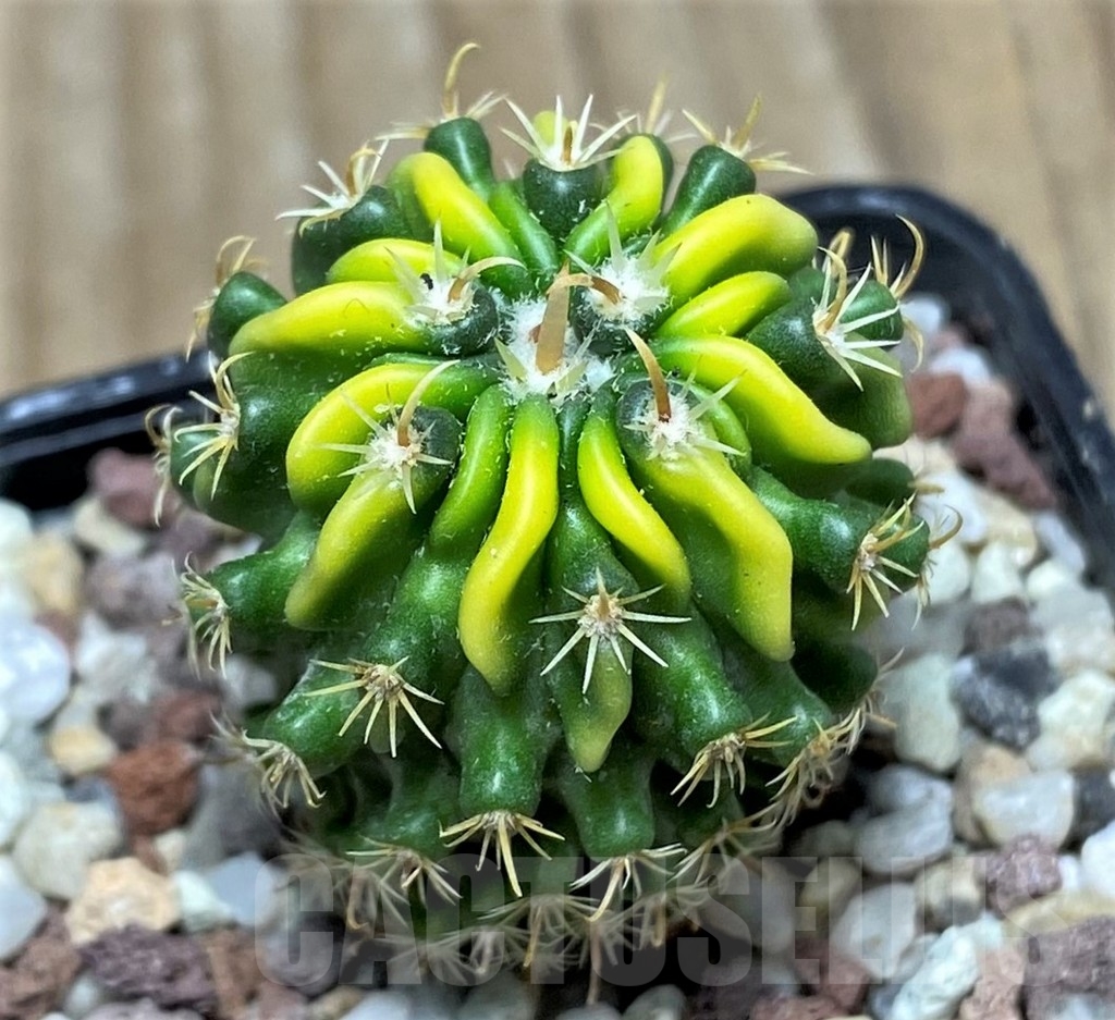 SHPR16417 Echinofossulocactus sp. f. variegata