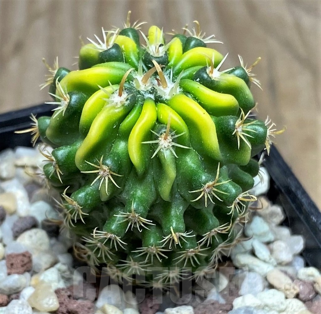 SHPR16417 Echinofossulocactus sp. f. variegata - Image 3