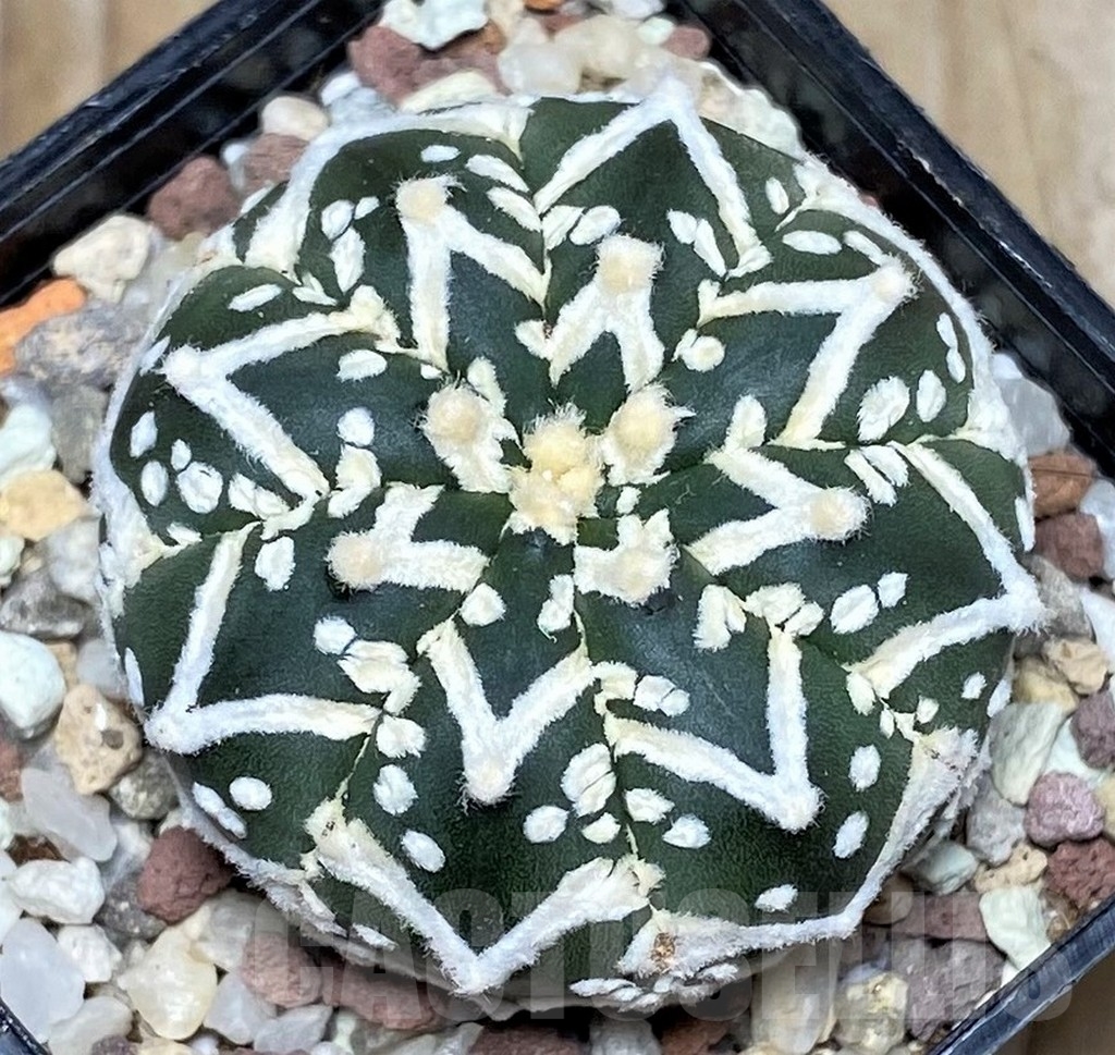 SHPR16420 Astrophytum asterias 'Super Kabuto' V-type