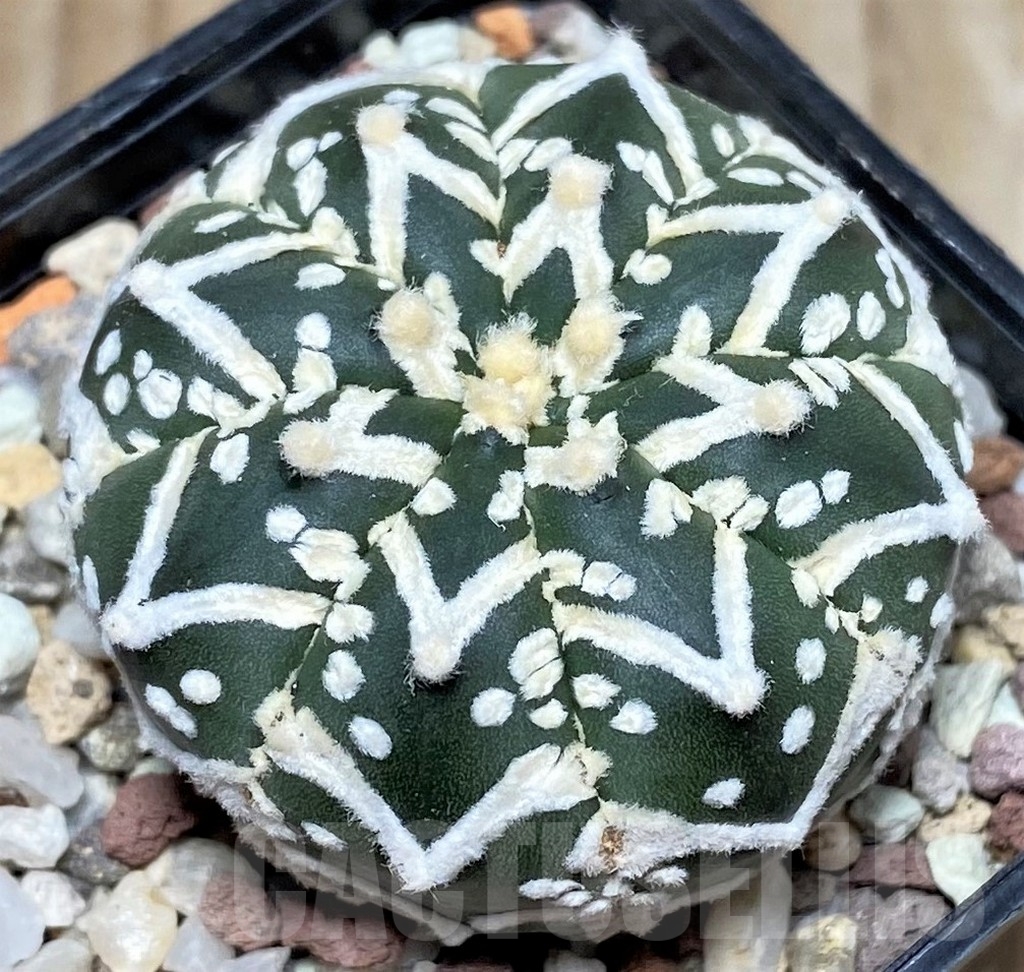 SHPR16420 Astrophytum asterias 'Super Kabuto' V-type - 画像 (2)