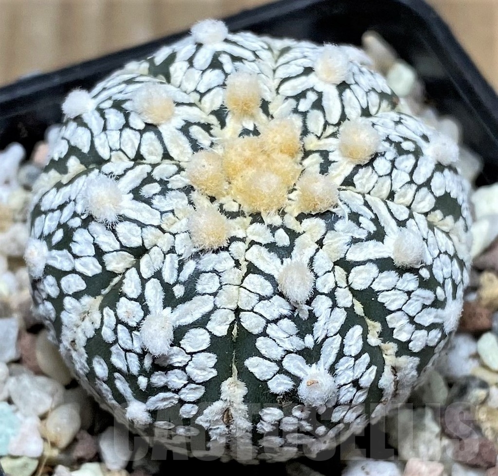 SHPR16421 Astrophytum asterias 'Super Kabuto' V-type - Imagen 2