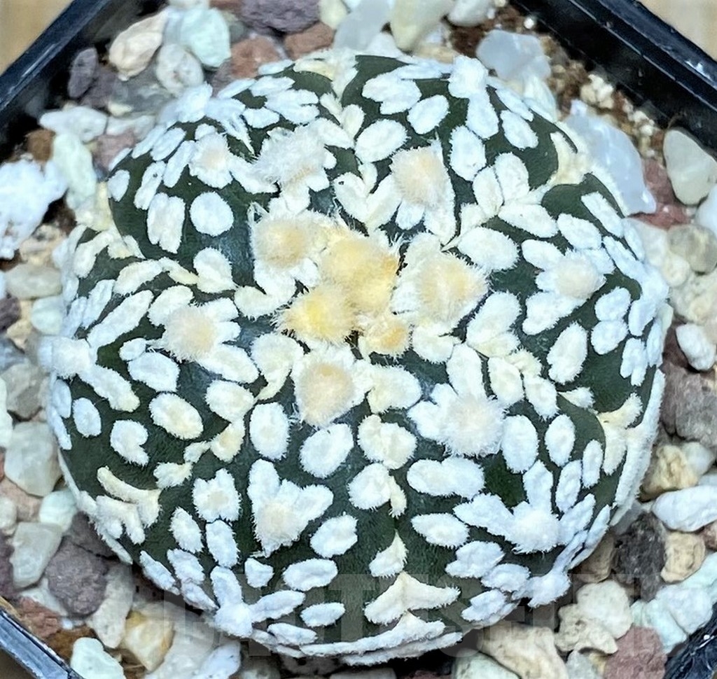 SHPR16423 Astrophytum asterias 'Super Kabuto' V-type