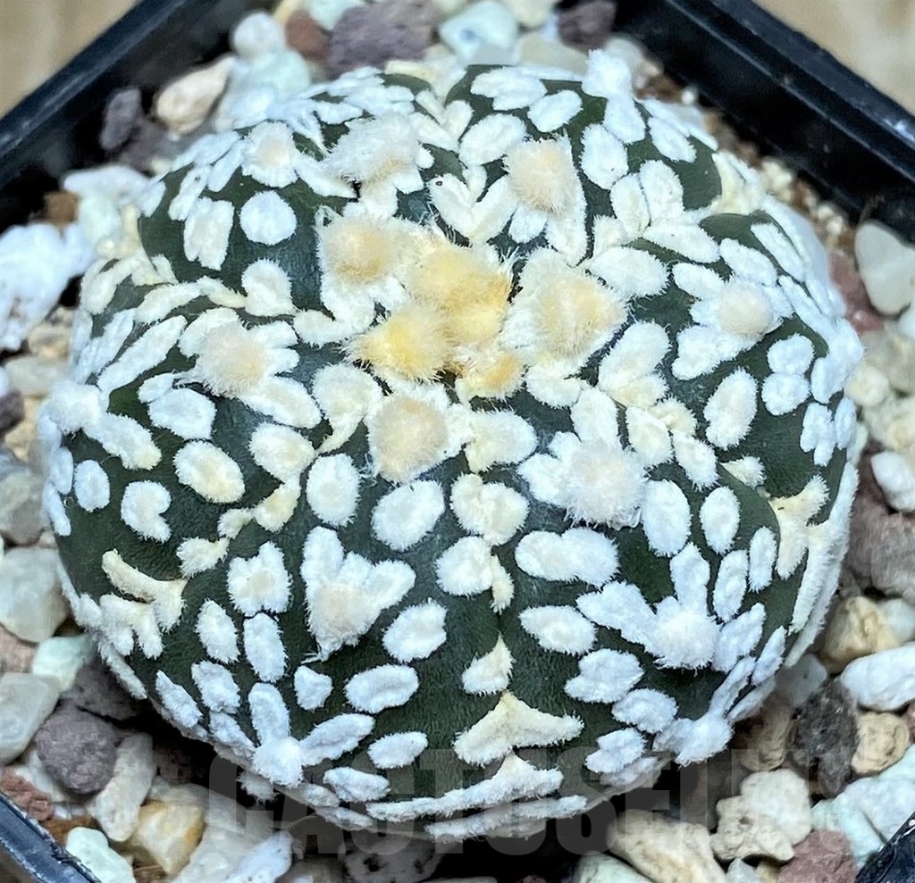 SHPR16423 Astrophytum asterias 'Super Kabuto' V-type - Зображення 2