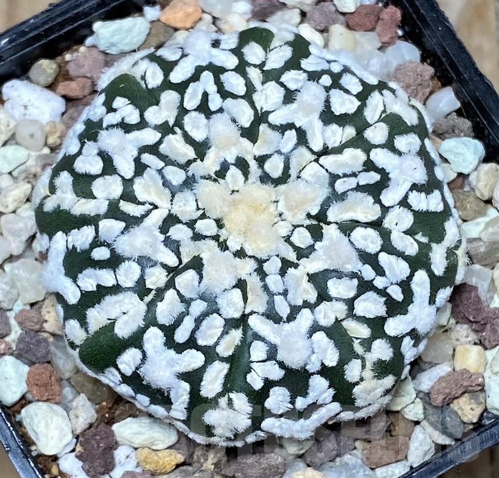 SHPR16424 Astrophytum asterias 'Super Kabuto' V-type
