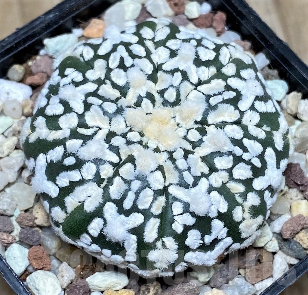 SHPR16424 Astrophytum asterias 'Super Kabuto' V-type - Image 2