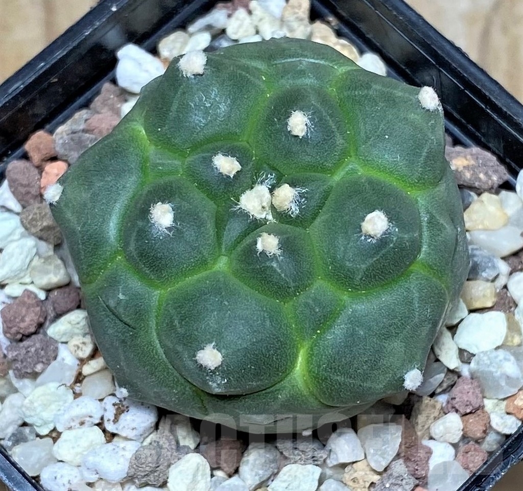 SHPR16425 Astrophytum asterias 'Kikko' - Image 2
