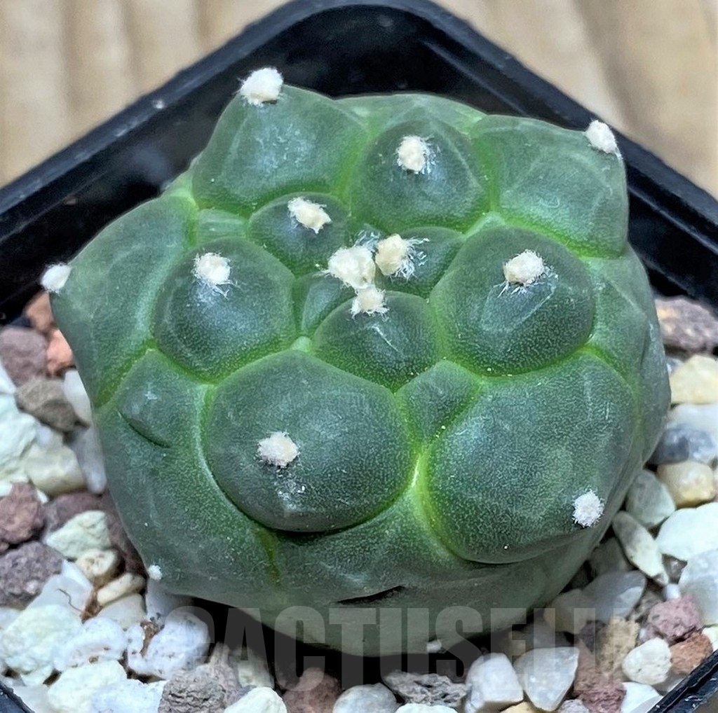 SHPR16425 Astrophytum asterias 'Kikko'