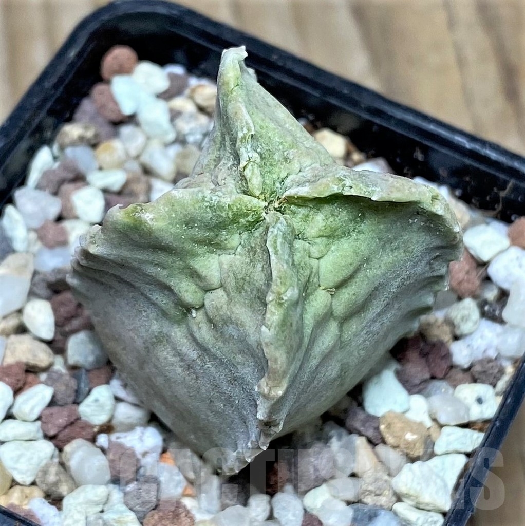 SHPR16427 Whitesloanea crassa - Image 2