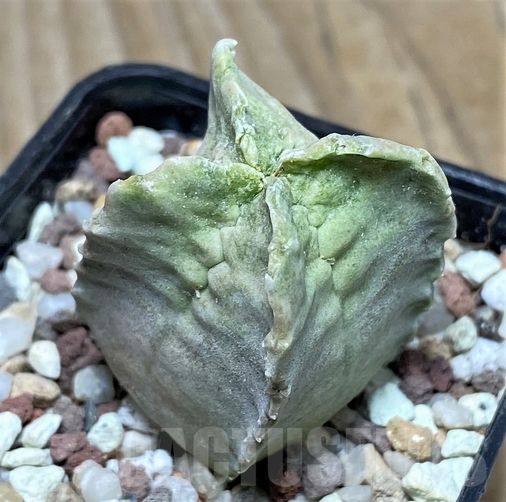 SHPR16427 Whitesloanea crassa