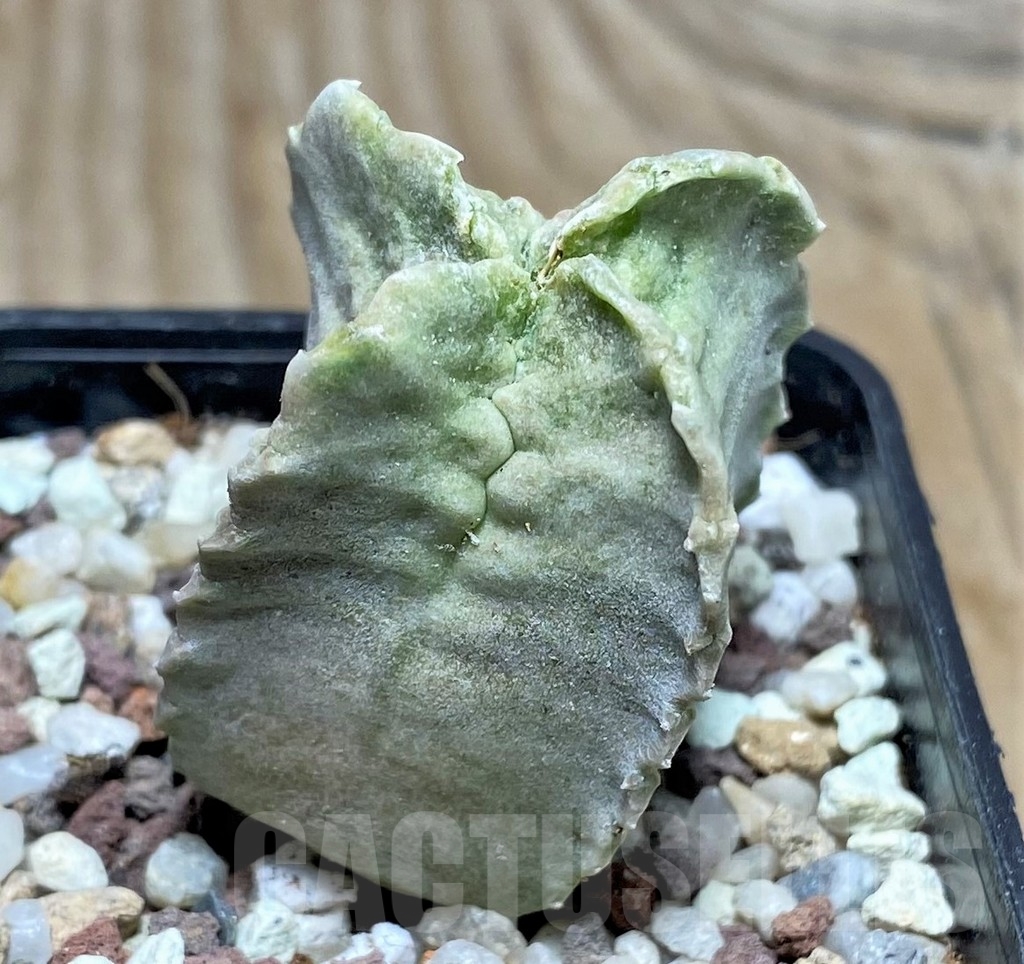 SHPR16427 Whitesloanea crassa - Image 3