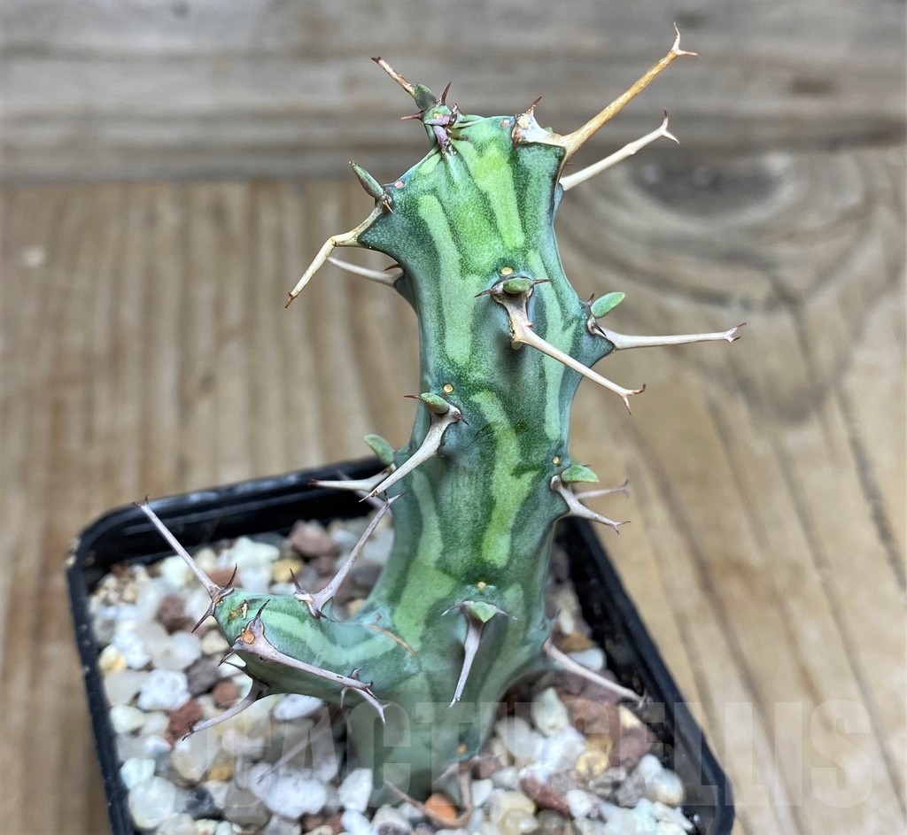 SHPR16429 Euphorbia schizacantha - immagine 2