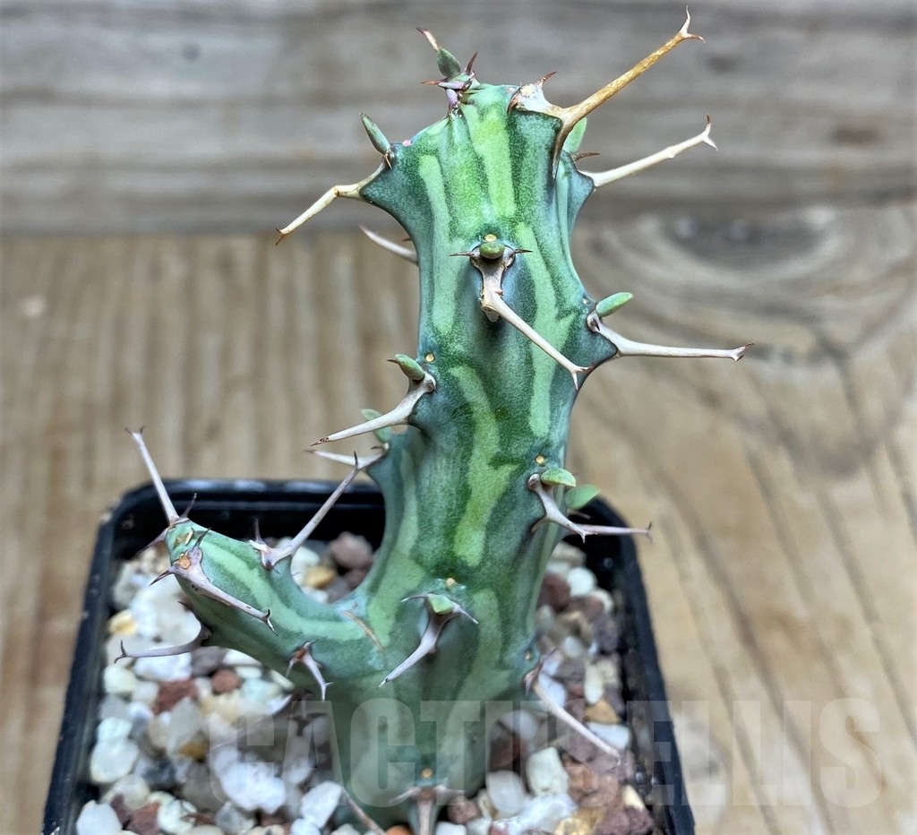 SHPR16429 Euphorbia schizacantha - immagine 3