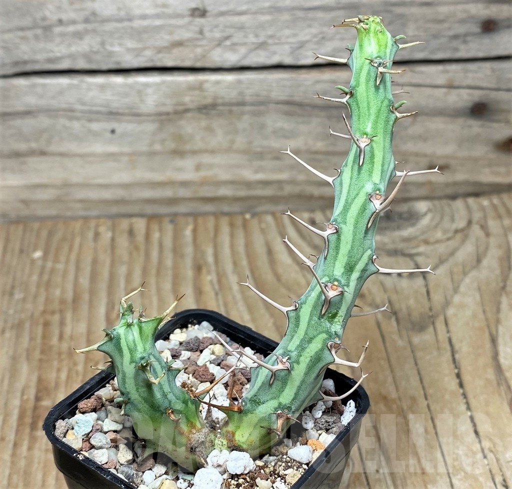 SHPR16431 Euphorbia schizacantha - Image 2