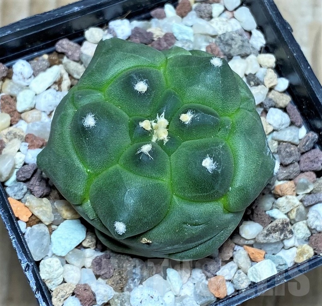 SHPR16433 Astrophytum asterias ‘Kikko’ - Imagen 2