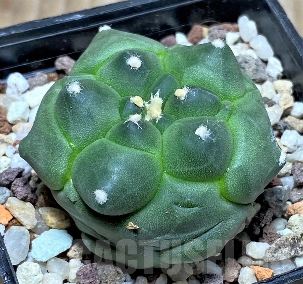 SHPR16433 Astrophytum asterias ‘Kikko’