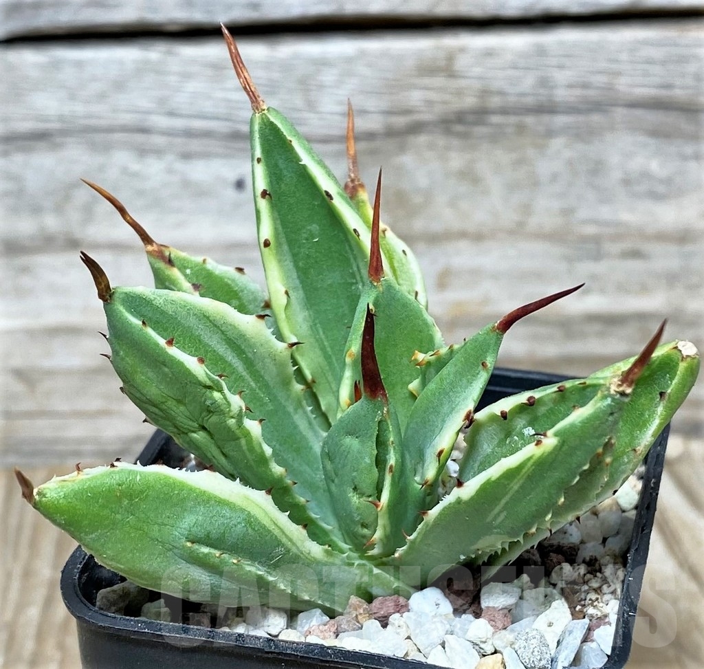 SHPR16456 Agave potatorum 'Cubic' f. variegata