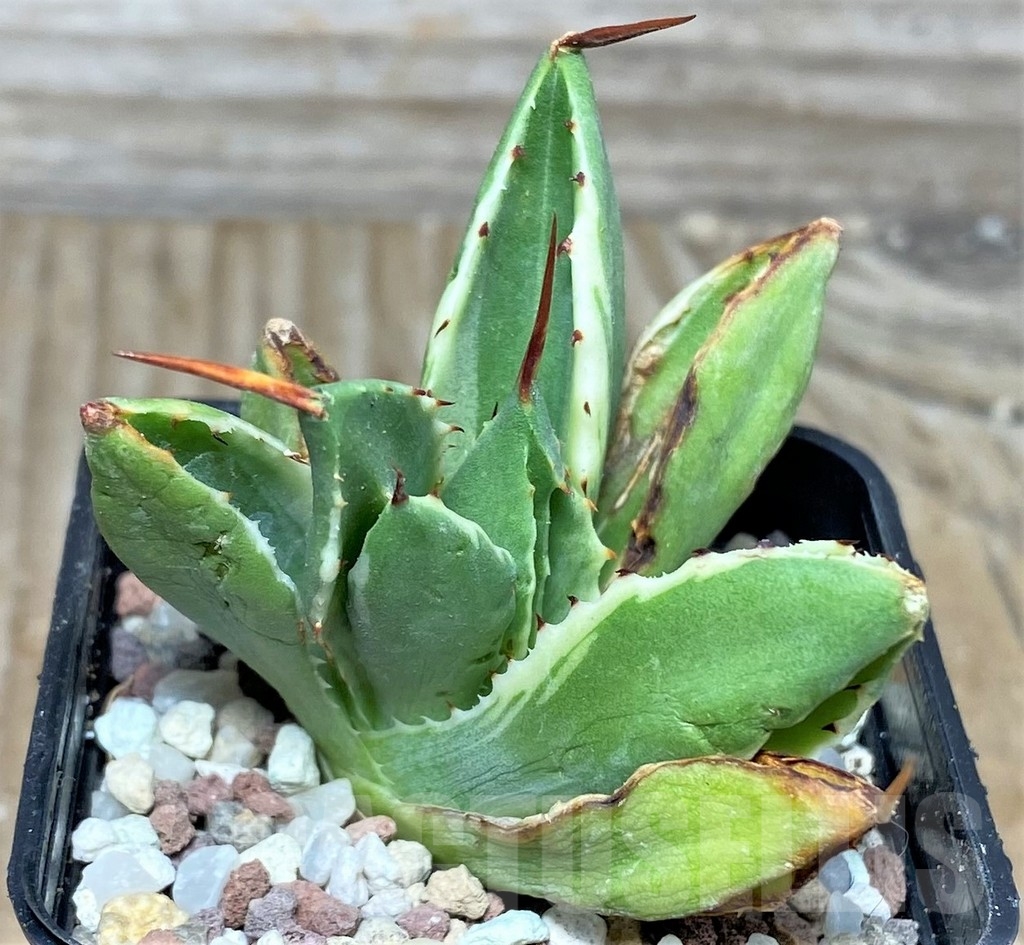 SHPR16457 Agave potatorum 'Cubic' f. variegata - Image 2