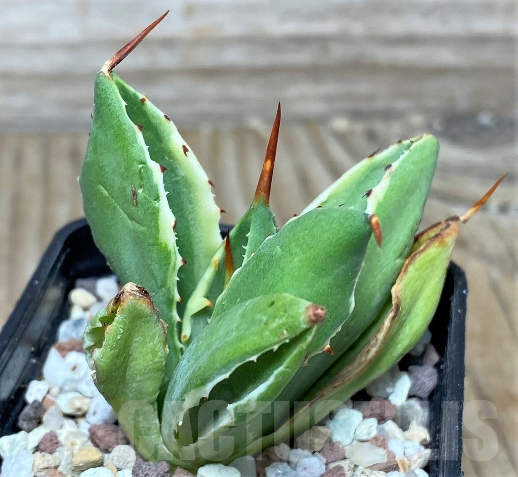 SHPR16457 Agave potatorum 'Cubic' f. variegata - Image 3