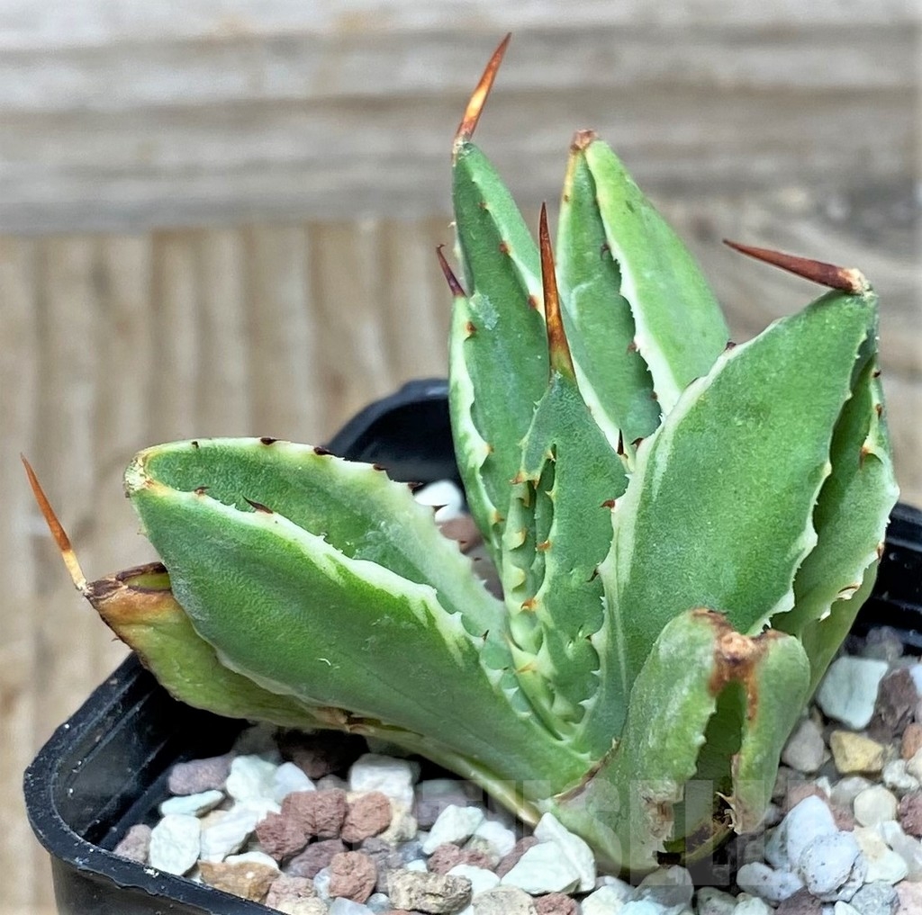 SHPR16457 Agave potatorum 'Cubic' f. variegata - Image 4