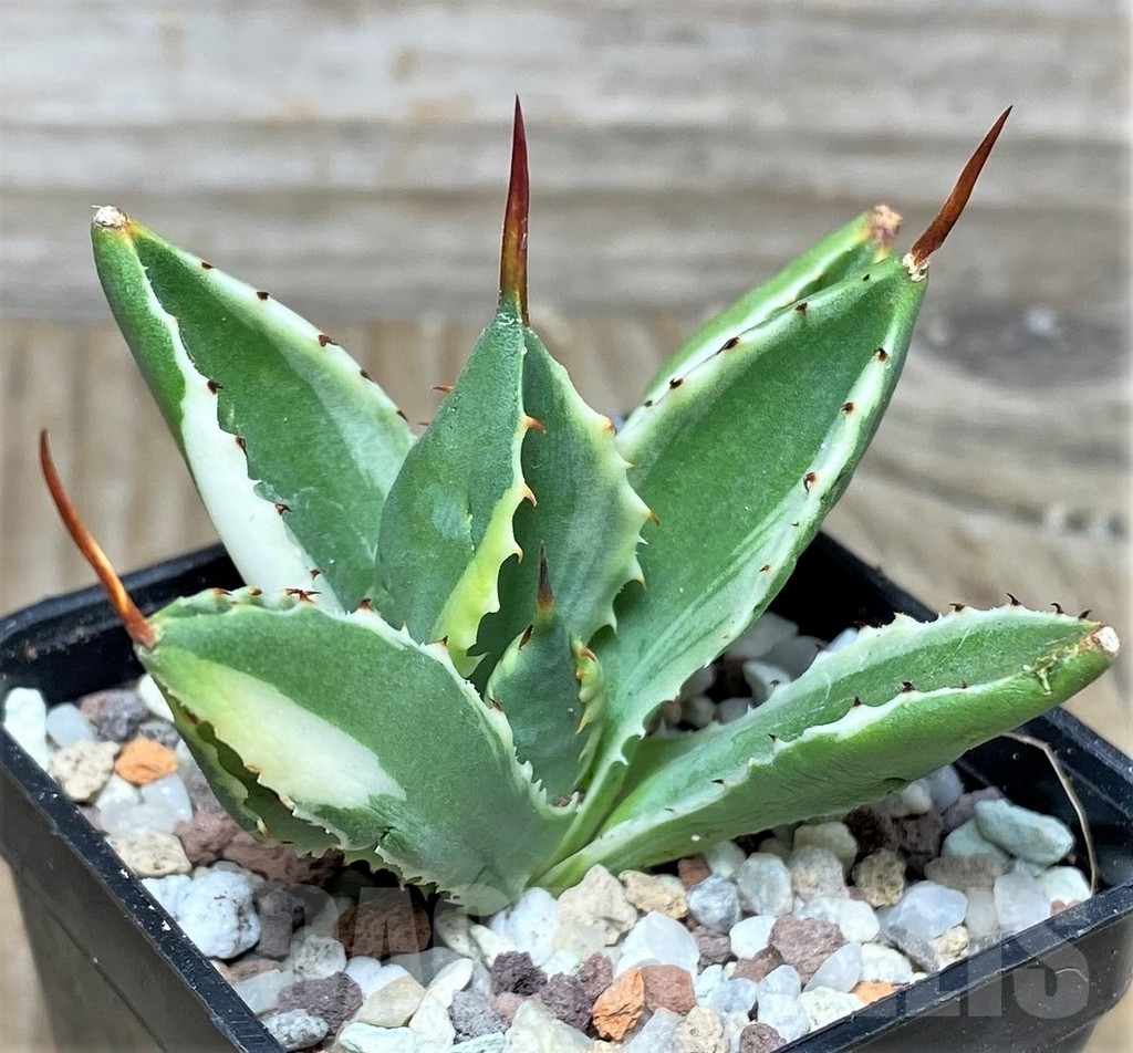 SHPR16458 Agave potatorum 'Cubic' f. variegata