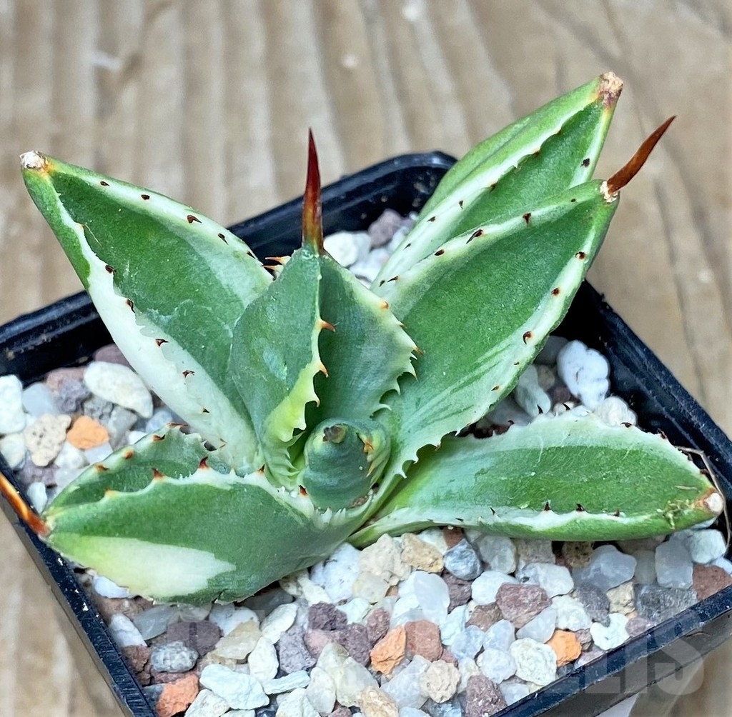 SHPR16458 Agave potatorum 'Cubic' f. variegata - Image 2